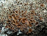 Xanthoparmelia protomatrae image