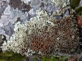 Xanthoparmelia protomatrae image