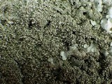 Xanthoparmelia conspersa image