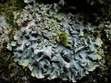 Punctelia subrudecta image