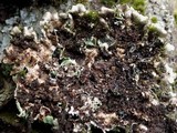 Punctelia subrudecta image
