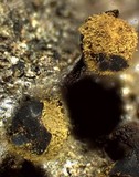 Trichia botrytis var. botrytis image
