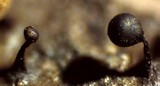 Trichia botrytis var. botrytis image
