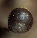 Trichia botrytis var. botrytis image