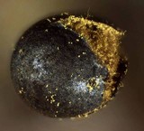 Trichia botrytis var. botrytis image