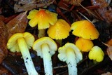 Hygrocybe acutoconica image