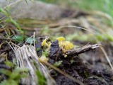 Lachnum pygmaeum image