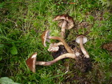 Inocybe acuta image