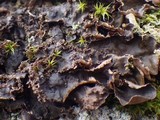 Nephroma tangeriense image