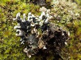Nephroma tangeriense image