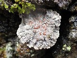 Degelia plumbea image