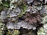 Degelia plumbea image