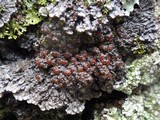 Degelia plumbea image
