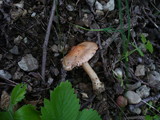 Inocybe bresadolae image