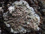Degelia atlantica image