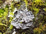 Degelia plumbea image