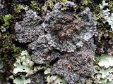 Pannaria rubiginosa image