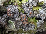 Pannaria rubiginosa image