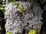 Pannaria rubiginosa image