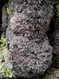 Image of Fuscopannaria atlantica