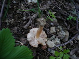 Inocybe bresadolae image