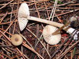 Entoloma cetratum image