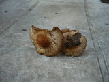 Inocybe bresadolae image