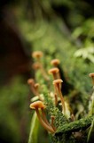 Lichenomphalia umbellifera image
