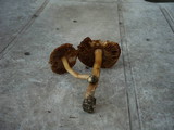 Inocybe bresadolae image