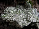 Pertusaria albescens var. albescens image