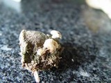 Cudoniella tenuispora image