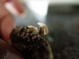 Cudoniella tenuispora image