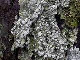 Pertusaria albescens var. albescens image