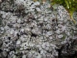 Pertusaria albescens var. albescens image