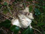 Inocybe corydalina image