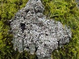 Pertusaria albescens var. albescens image