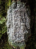 Pertusaria albescens var. albescens image