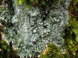 Pertusaria albescens var. albescens image