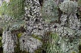 Pertusaria albescens var. albescens image