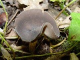Helvella solitaria image