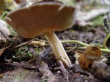 Helvella solitaria image