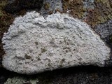 Pertusaria pseudocorallina image