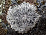 Pertusaria pseudocorallina image