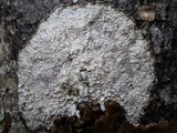 Pertusaria pseudocorallina image