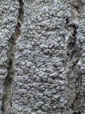 Pertusaria pertusa image
