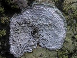 Pertusaria leucosora image