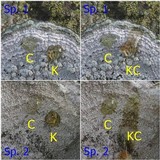Pertusaria leucosora image