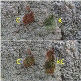 Pertusaria lactea image
