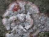 Pertusaria lactea image