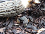 Morchella importuna image